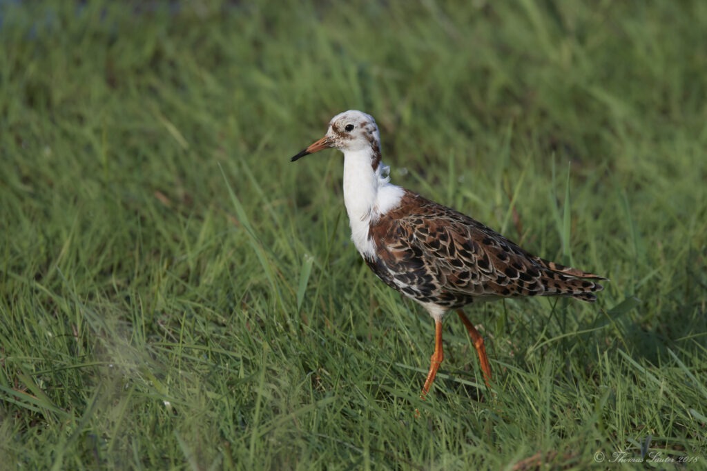 Kampfläufer Männchen, Island, 21.04.2018, Foto: Thomas Sauter.