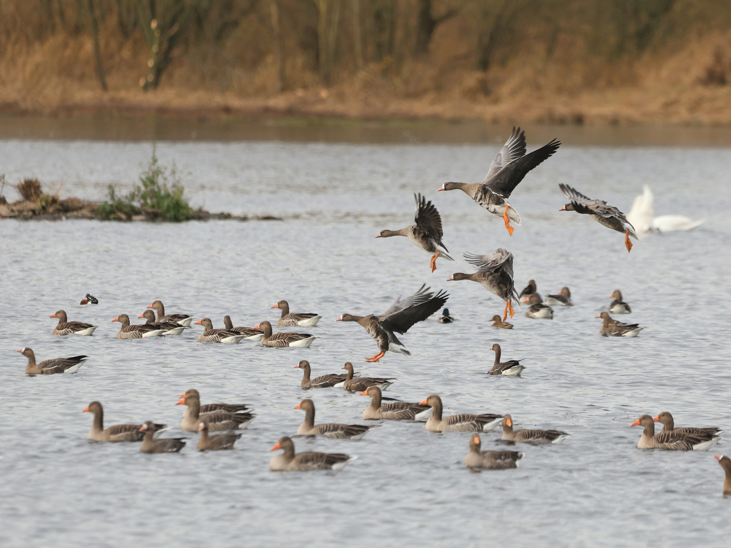 Rastende Blässgänse (weißer Schnabelansatz / weiße Blässe)) landen wieder auf dem Großen Stauteich. Dort werden sie von den bereits ruhenden Graugänsen (ohne weiße Blässe) erwartet werden. Foto. Michaela Stenz.