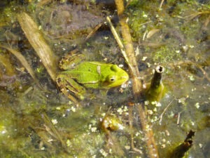 Kleiner Wasserfrosch