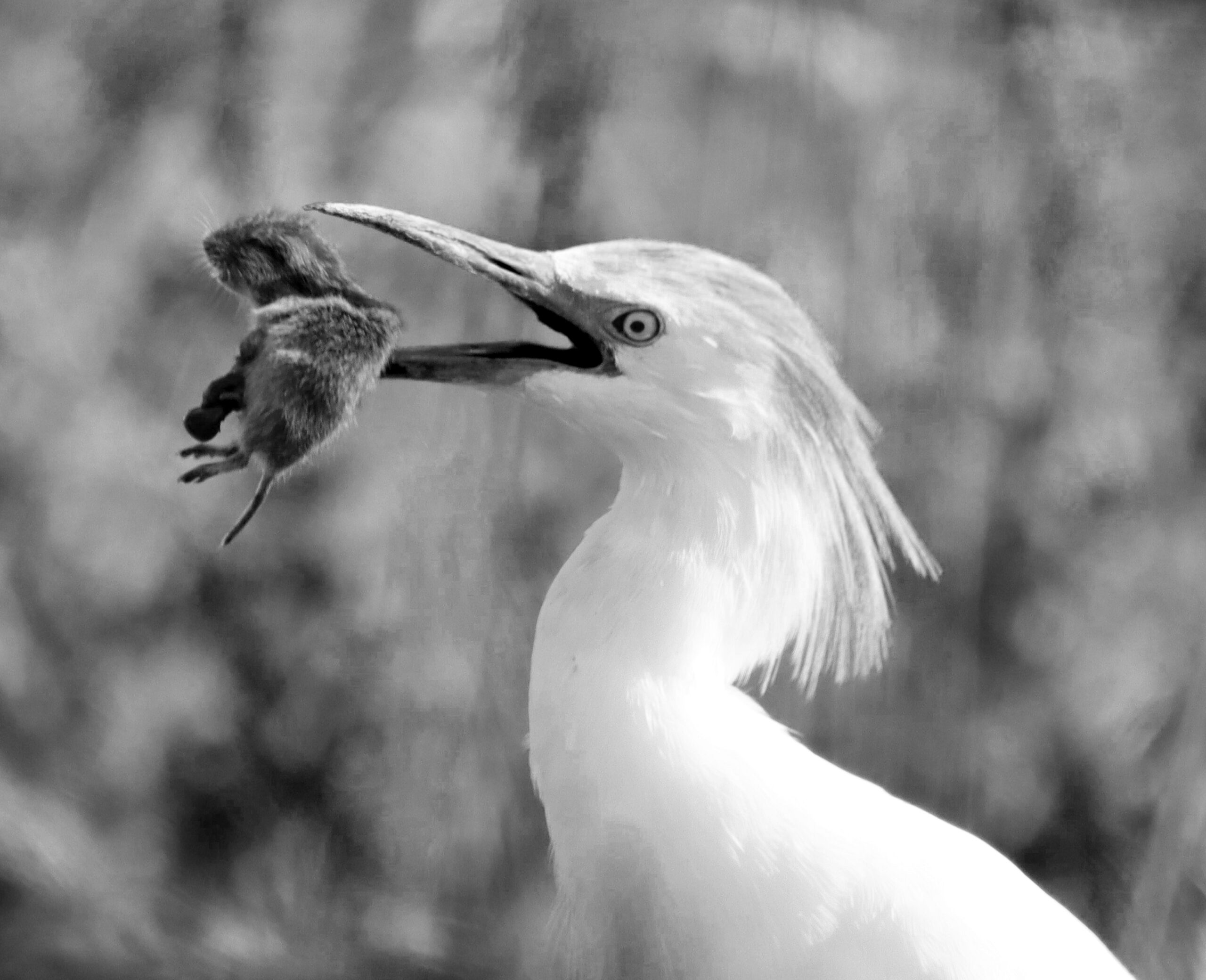 Kuhreiher haps_Michaela Stenz_SW_Auss