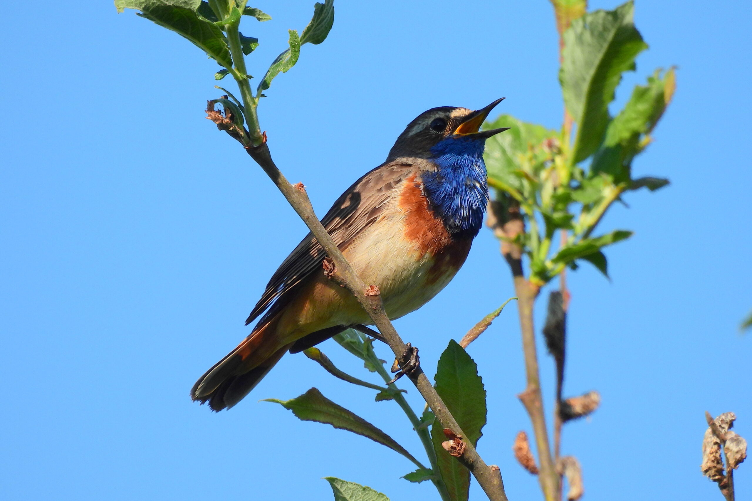 Blaukehlchen, Foto: Dieter Mensing