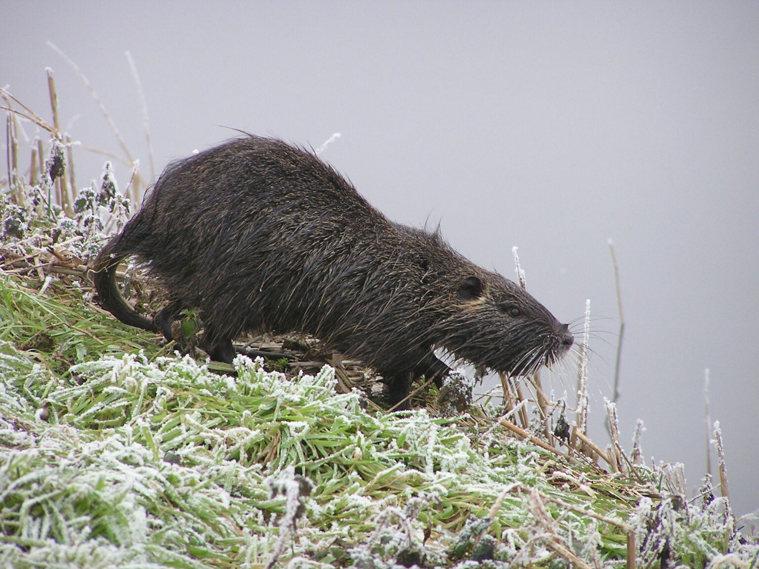 Röhrichte Biologische Station